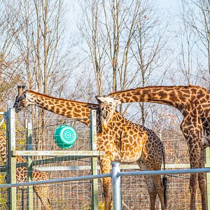Amani, Mstari, Kiko the Masai Giraffe family