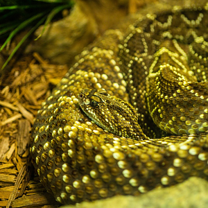 Neotropical Rattlesnake
