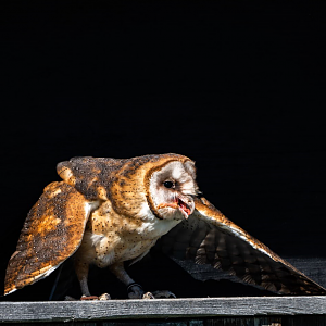 American Barn Owl