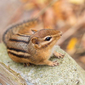 Wild Chipmunk in the Zoo