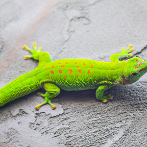 Madagascar Giant Day Gecko