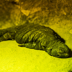 Mali Uromastyx