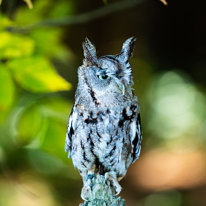 Eastern Screech Owl
