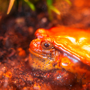 Tomato Frog