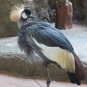 Grey crowned crane