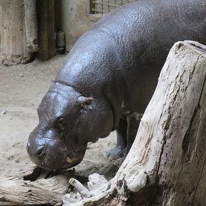 Pygmy hippo