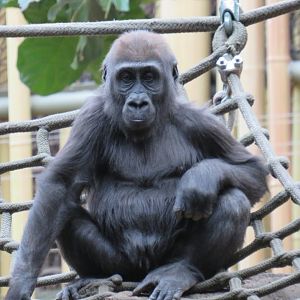 Western lowland gorilla juvenile