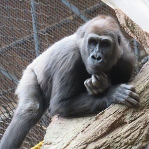 Western lowland gorilla