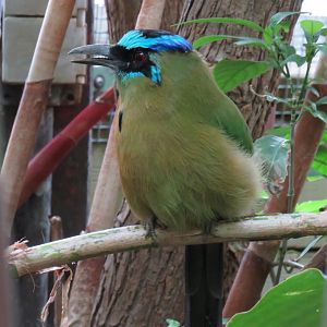 Blue-crowned motmot