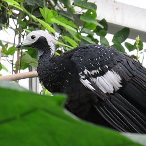 Blue-throated piping guan