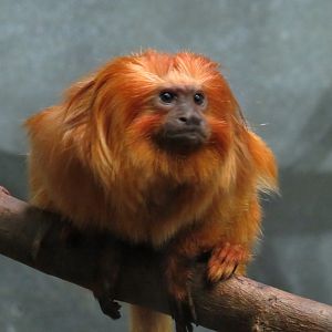 Golden lion tamarin