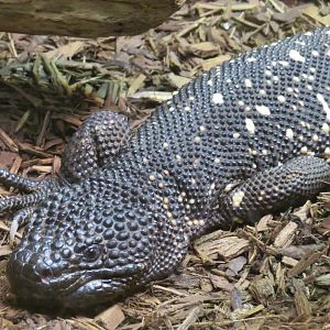 Beaded lizard