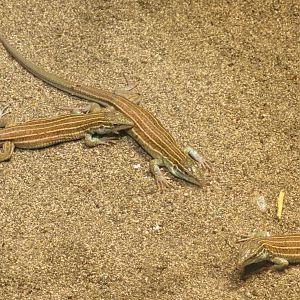 Grassland whiptail lizards