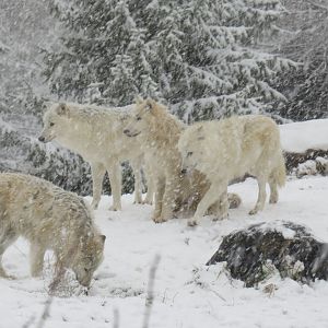 Pack of arctic wolves in the snow