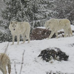 Arctic wolves in the snow