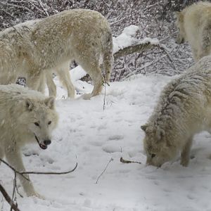 Arctic wolves