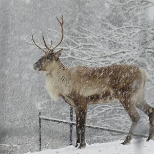 Caribou in the snow