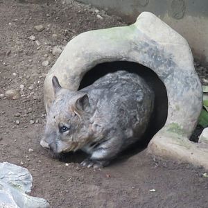 Southern hairy-nosed wombat