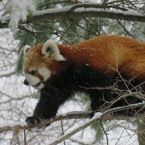 Red panda in a tree