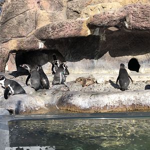 Humboldt Penguin Exhibit