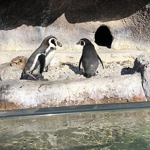 Humboldt Penguin Exhibit