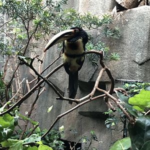 Pale-Mandibled Aracari