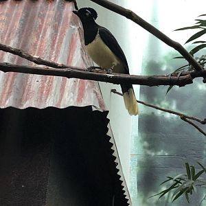 Plush-Crested Jay