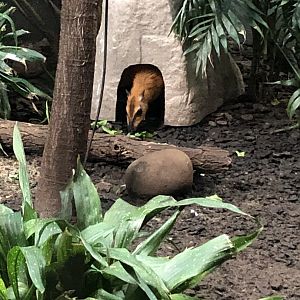 Greater Malayan Chervotain