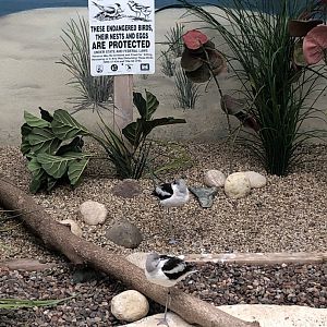 American Avocat and "Endangered Bird Nesting" Sign