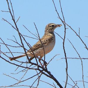Rufous songlark.