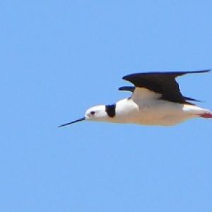 Black-winged stilt.