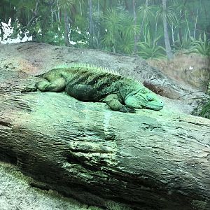 Grand Cayman Iguana