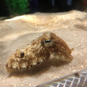 Cuttlefish