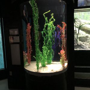 NEW Cuttlefish Exhibit