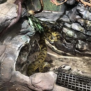 Green Anaconda