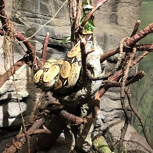 Red-Tailed Boa Constirctor