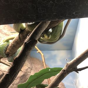 Green Tree Python and Green Ratsnake