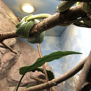 Green Tree Python and Green Ratsnake