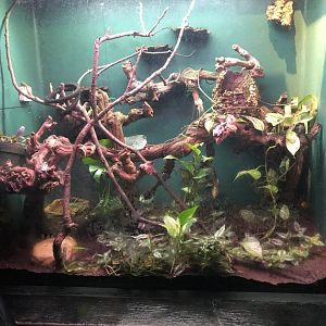 Amazon Milk Frog Exhibit