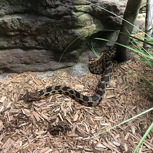Eastern Fox Snake