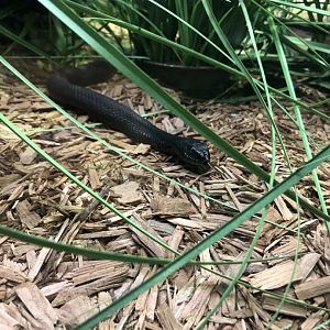 Black Milksnake