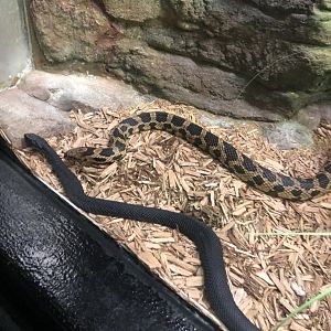 Eastern Fox Snake and Black Milksnake