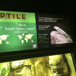 Desert Spiney Lizard Sign