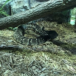 Timber Rattlesnake