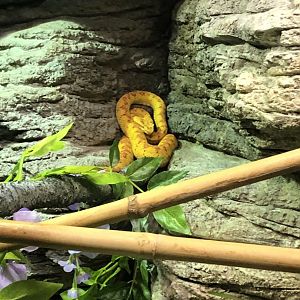 Eyelash Viper