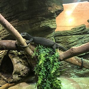Black Tree Monitor