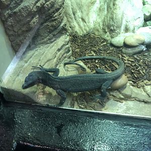 Black Tree Monitor