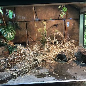 King Cobra Exhibit