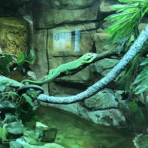 Emerald Tree Monitor