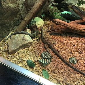 Prehensile-Tailed Skinks